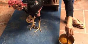 Cách Nuôi Gà Đá Sao789 - Kinh Nghiệm Hay Từ Các Cao Thủ