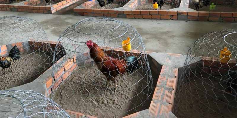 Chế độ dinh dưỡng trong cách nuôi gà đá sao789